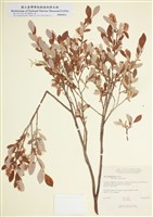 藏品(阿薩巴斯卡柳)的圖片